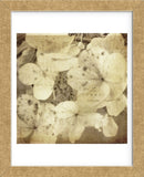Hydrangeas 1 (Framed) -  Dawne Polis - McGaw Graphics