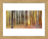 Wildwood V (Framed) -  Sven Pfrommer - McGaw Graphics