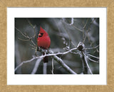 Cardinal (Framed) -  Art Wolfe - McGaw Graphics