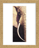 Tusk (Framed) -  Mitch Ridder - McGaw Graphics