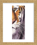 Tiger Eye  (Framed) -  Mitch Ridder - McGaw Graphics