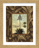 C. Capsolorum  (Framed) -  Karl Rattner - McGaw Graphics