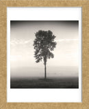 Tree, Study #1  (Framed) -  Andrew Ren - McGaw Graphics