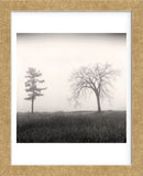 Tree, Study #8  (Framed) -  Andrew Ren - McGaw Graphics