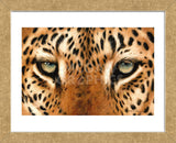 Leopard Eyes Painting (Framed) -  Sarah Stribbling - McGaw Graphics