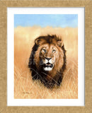 African Savannah Lion (Framed) -  Sarah Stribbling - McGaw Graphics