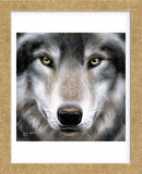 Grey Wolf Portrait (Framed) -  Sarah Stribbling - McGaw Graphics