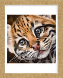 Ocelot Kitten (Framed) -  Sarah Stribbling - McGaw Graphics