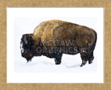 Winter Bison (Framed) -  Jason Savage - McGaw Graphics