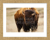 Montana Bison (Framed) -  Jason Savage - McGaw Graphics
