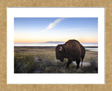 Utah Bison (Framed) -  Jason Savage - McGaw Graphics