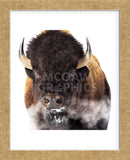 Yellowstone Bison (Framed) -  Jason Savage - McGaw Graphics
