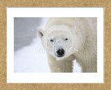 Polar Bear (Framed) -  Jason Savage - McGaw Graphics