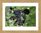 Glacier National Park Black Bear (Framed) -  Jason Savage - McGaw Graphics