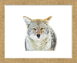 Winter Coyote (Framed) -  Jason Savage - McGaw Graphics