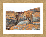 Churchill Red Fox (Framed) -  Jason Savage - McGaw Graphics