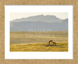 Montana Fox Kits (Framed) -  Jason Savage - McGaw Graphics