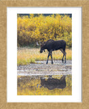 Fall Moose (Framed) -  Jason Savage - McGaw Graphics