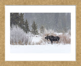 Yellowstone Moose (Framed) -  Jason Savage - McGaw Graphics