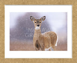 Winter White-tailed Deer (Framed) -  Jason Savage - McGaw Graphics