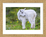 Mountain Goat Kid (Framed) -  Jason Savage - McGaw Graphics