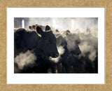 Montana Cattle (Framed) -  Jason Savage - McGaw Graphics