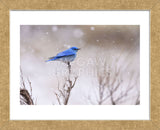 Yellowstone Bluebird (Framed) -  Jason Savage - McGaw Graphics