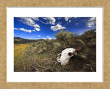Yellowstone Bison Skull (Framed) -  Jason Savage - McGaw Graphics