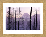 Glacier National Park Forest (Framed) -  Jason Savage - McGaw Graphics