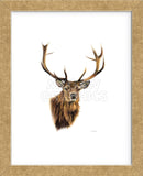 Stag White Background (Framed) -  Sarah Stribbling - McGaw Graphics