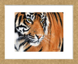 Tiger Crop (Framed) -  Sarah Stribbling - McGaw Graphics