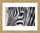 Zebra Eyes (Framed) -  Sarah Stribbling - McGaw Graphics
