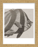 Vintage Fish I (Framed) -  Sparx Studio - McGaw Graphics