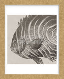 Vintage Fish II (Framed) -  Sparx Studio - McGaw Graphics
