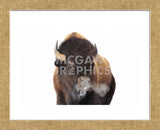 Winter Bison, Yellowstone (Framed) -  Jason Savage - McGaw Graphics