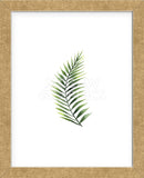 Palm Leaf II (Framed) -  Ann Solo - McGaw Graphics
