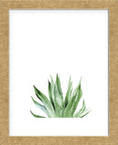 Agave I (Framed) -  Ann Solo - McGaw Graphics