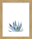 Agave II (Framed) -  Ann Solo - McGaw Graphics
