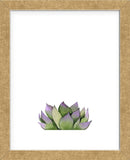 Succulent (Framed) -  Ann Solo - McGaw Graphics