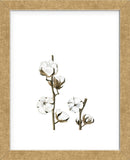 Cotton (Framed) -  Ann Solo - McGaw Graphics