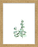 Eucalyptus II (Framed) -  Ann Solo - McGaw Graphics