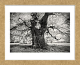 Portrait of a Tree, Study 3 (Framed) -  Marcin Stawiarz - McGaw Graphics