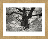 Portrait of a Tree, Study 12 (Framed) -  Marcin Stawiarz - McGaw Graphics