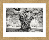 Portrait of a Tree, Study 18 (Framed) -  Marcin Stawiarz - McGaw Graphics