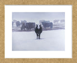 Cows in the Snow (Framed) -  Todd Telander - McGaw Graphics