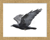 Raven (Framed) -  Todd Telander - McGaw Graphics