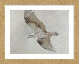 Searching Osprey (Framed) -  Todd Telander - McGaw Graphics