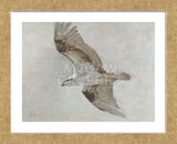 Searching Osprey (Framed) -  Todd Telander - McGaw Graphics