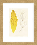 Algae 31 (Framed) -  Vintage Reproduction - McGaw Graphics