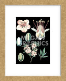 German Educational Plate: Prunus amygdalus (Framed) -  Vintage Reproduction - McGaw Graphics